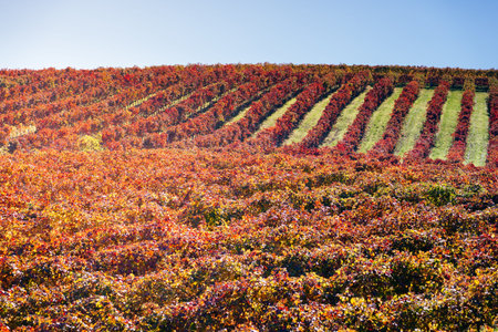 Vineyard in autumn with red and yellow leaves under a clear blue sky