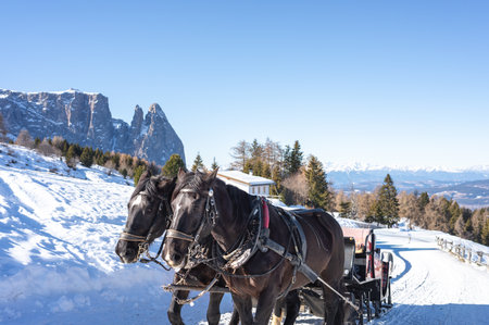 Two dark horses pull a sleigh on a snowy road in the Dolomitesの写真素材