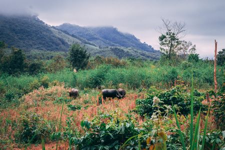 Buffalos graze in the wide landscape of luang prabang, laos.  Mountains surrounded by grey clouds in the Morning.の写真素材