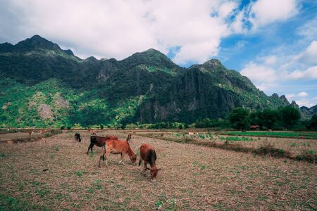 Enjoying the countryside of vang vieng in laos. Very peacefull surrounding outside the busy city. Relaxing with the cows and other animals at the countrysideの写真素材