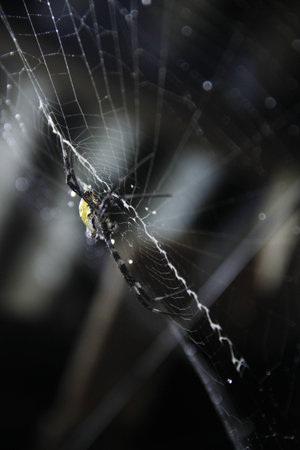 A black yellow back spider photographed on its web, there are water drops