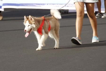 Dog race between people's legsの写真素材
