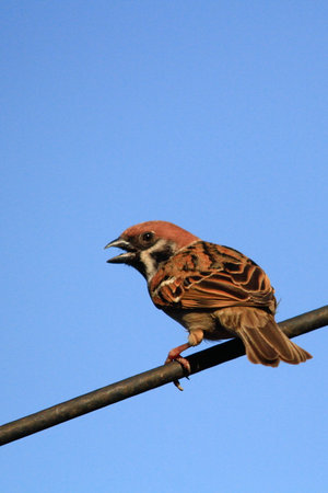 Attraction of the Erasia Bird (Paser montanus) which was photographed in North Sulawesi, Indonesia.の写真素材