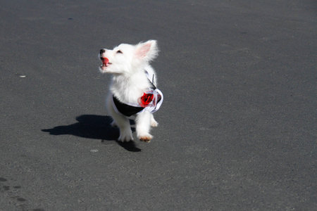 Cute dogs with funny faces and beautiful fur, receiving flowers and affection from their owners.の写真素材