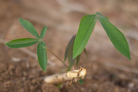 The cassava at the countryside of Thailandの写真素材