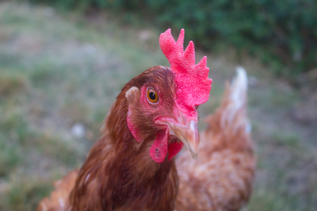 a chicken with  beautiful cockscombの写真素材