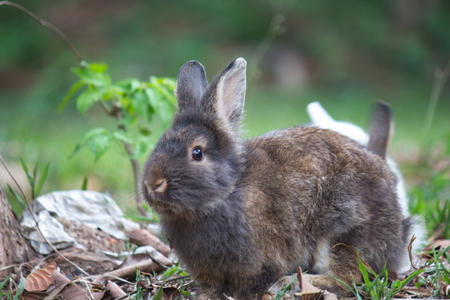Pet rabbit on green grassの写真素材
