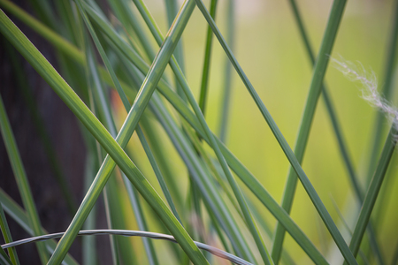 Closeup of green grass bladesの写真素材