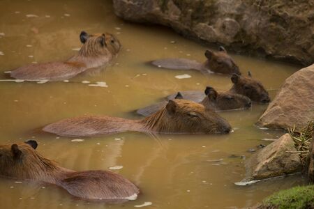 Brown capybara in the waterの写真素材