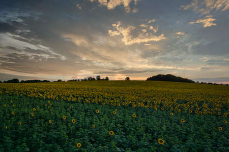 Sunflowers on a field in the evening in Juneの写真素材
