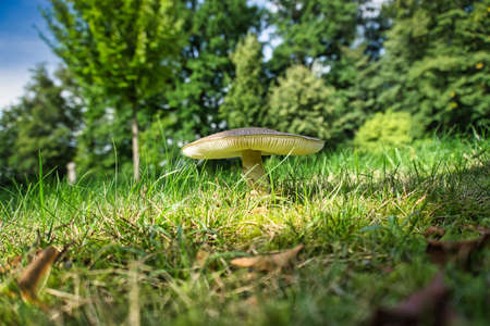 Mushroom macro on a summer day in Julyの写真素材