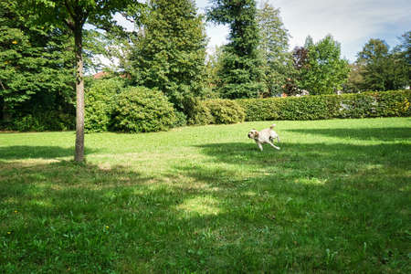 Dog plays in a park on a summer dayの写真素材