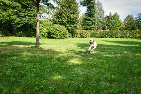 Dog plays in a park on a summer dayの写真素材