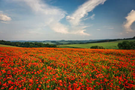 Poppy field in Spring with red poppy flowersの写真素材