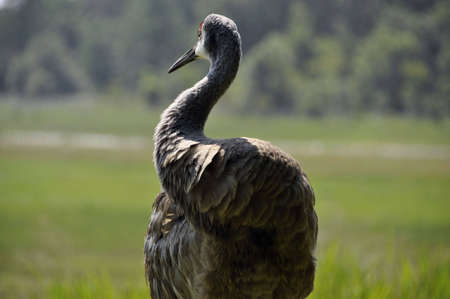 Sandhill Crane Groomingの写真素材