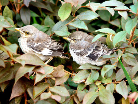 Young Sparrow Twinsの写真素材