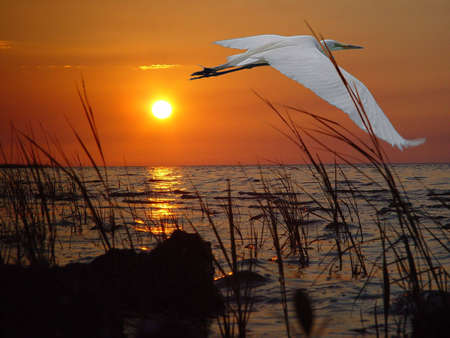 White Egret Sunsetの写真素材