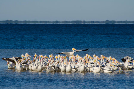 White Pelicans in the waterの写真素材