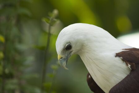 Eagle at Eagle-farm Davaoの写真素材