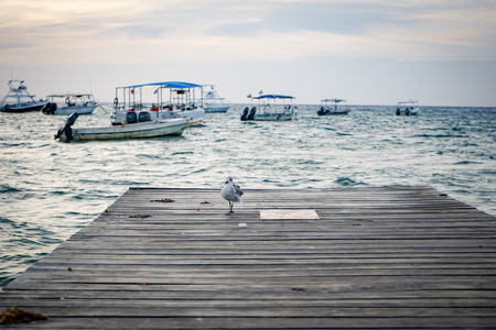 Bird on Fishing Pier with Boats Anchored in Ocean Harbor Mexicoの写真素材