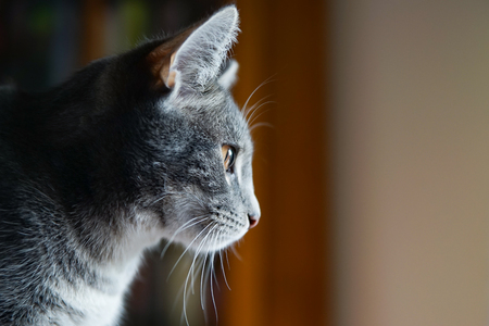 curious gray kittenの写真素材