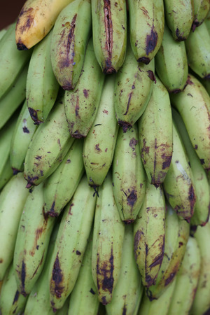 stock-photo-bunch-of-banana-banana-tree-backgroundの写真素材