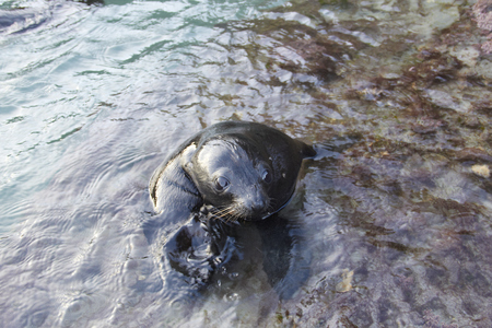 Sea lion looking at the camera in the waterの写真素材
