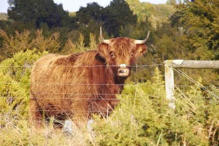 Brown highland cattle at the farm looking at the cameraの写真素材