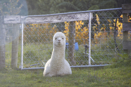 Alpaca is sitting and looking at the camera at the farmの写真素材