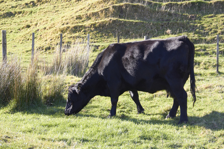 Black highland cattle eating grass at the farm under sunlightの写真素材