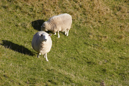 Sheep on nature green meadow while another sheep eating grassの写真素材