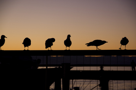 Six birds doing the different poses under sunsetの写真素材