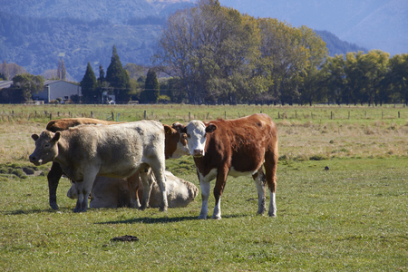 Highland cattle at the farm with the factory and mountain as backgroundの写真素材