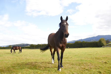 Horse walking towards camera and another horse eating grassの写真素材