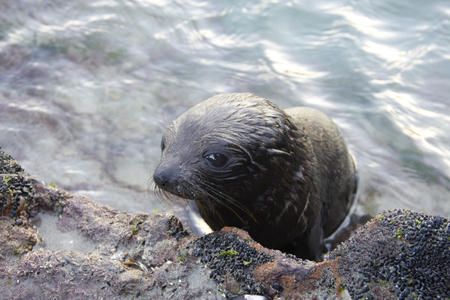 Sea lion climbing up from the rock and look at the sideの写真素材