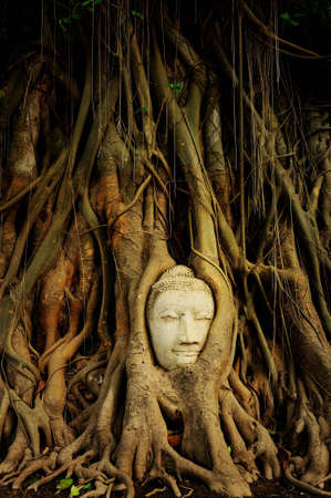 Buddha head covered by roots of a tree in Ayutthaya. Thailand の写真素材