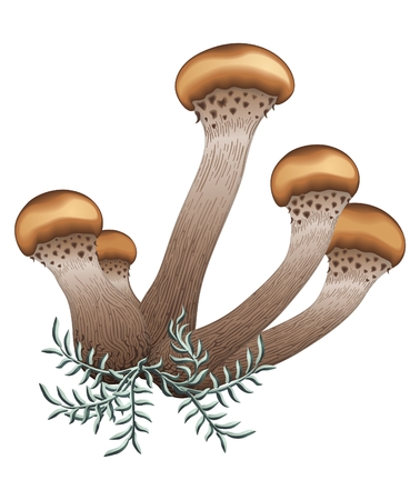 Mushrooms Agaric honey のイラスト素材
