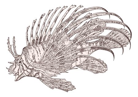 Fish zebra Pterois volitans vectorのイラスト素材