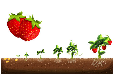 The cycle of growth of a strawberry plant. Strawberry plant growth stages. Strawberry plant growing stages from seeds, seedlings, flowering, and fruiting to mature plants with ripe red fruits.のイラスト素材