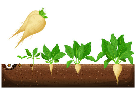 Sugar beet growth stages infographic. Development and productivity of sugar beet. The growth process of sugar beet from seeds, and sprouts to mature plant with ripe fruit vector illustrationのイラスト素材