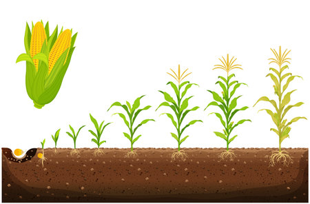 The cycle of growth of corn. Corn growing stages vector illustration in flat design. Planting process of the corn plant. Seed germination, root formation, shoots with leaves, and the harvesting stageのイラスト素材