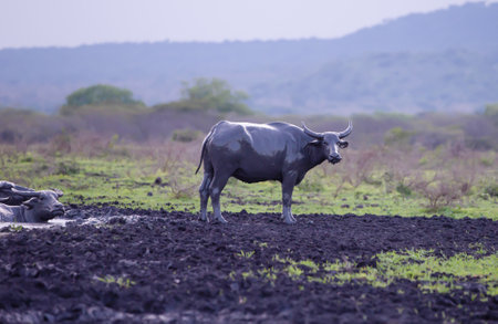 A group of wild buffalo are sunbathing after muddying in the savanna of Baluran National Park, Indonesiaの写真素材