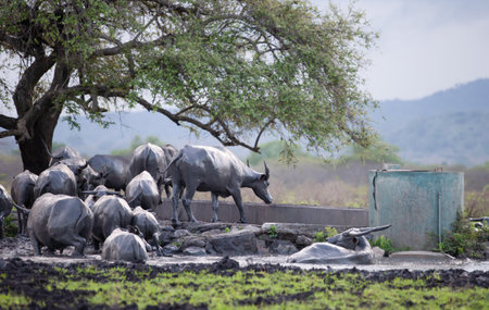 A group of wild buffalo are sunbathing after muddying in the savanna of Baluran National Park, Indonesiaの写真素材