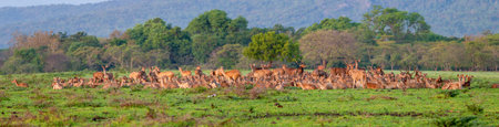A group of deer are sunbathing on a warm morning in Baluran National Park, Indonesiaの写真素材
