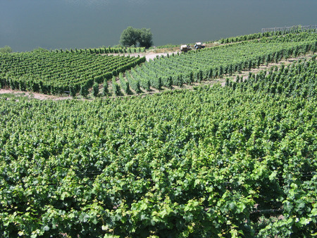 Vineyards grapes fields on the hills in the Mosel area Germanyの写真素材