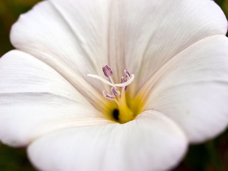 Beautiful white Easter lily in closeup macro の写真素材