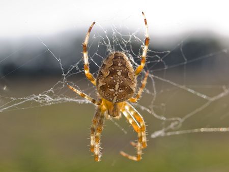 Close up macro view of a spider working on a web netの写真素材