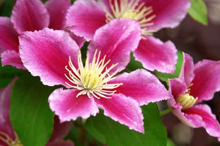 Beautiful pink purple blooming clematis flowers in closeup flora backgroundの写真素材