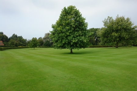 Beautiful city garden park with lush green lawn and trees                               の写真素材