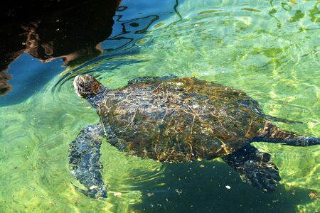 Sea turtle swims in blue green  underwater in the Red Sea Eilat
